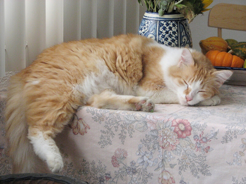Orange and White Cat — Peaceful, Autumn