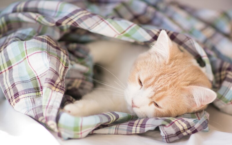 Orange and White Cat — Peaceful, Morning, Photograph, Plaid Blanket
