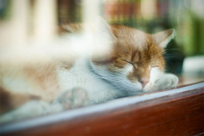Orange and White Cat — Peaceful, Morning