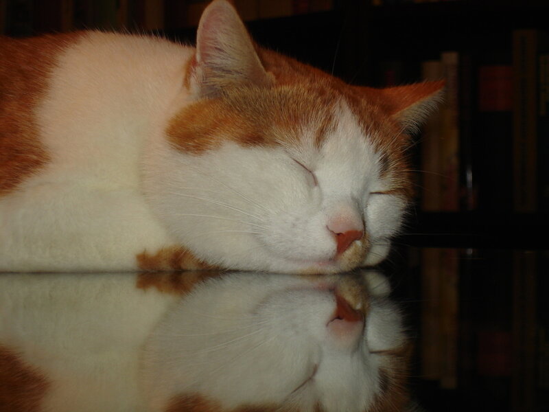 Orange and White Cat — Peaceful, Night