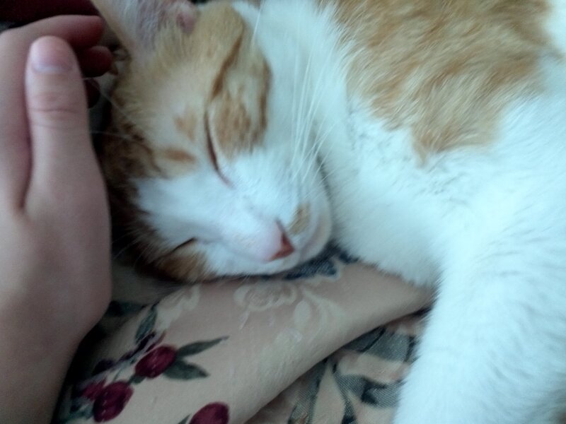 Orange and White Cat — Peaceful, Photograph, Hand