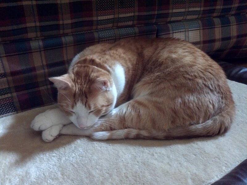 Orange and White Cat — Peaceful, Photograph
