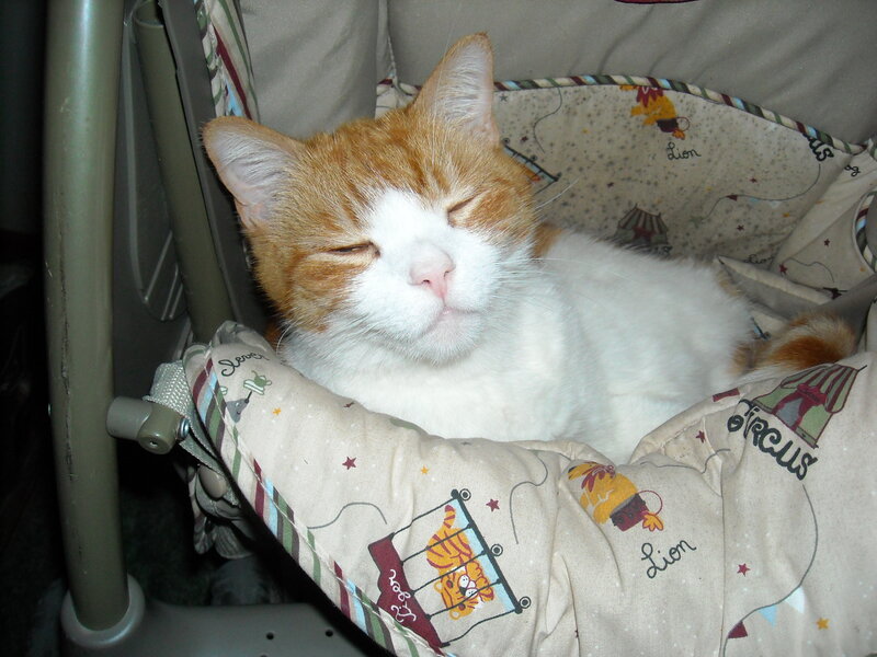 Orange and White Cat — Peaceful