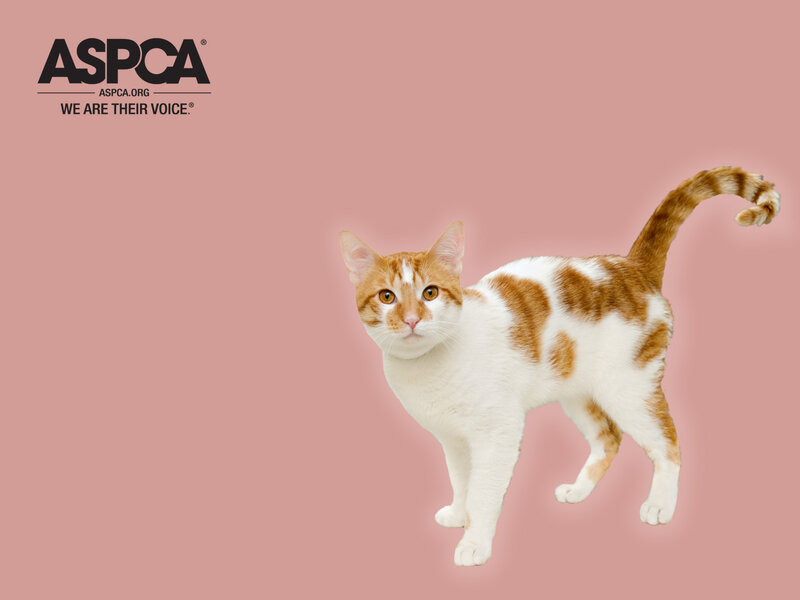 Orange and White Cat — Pink, Calm