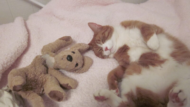 Orange and White Cat — Pink, Peaceful