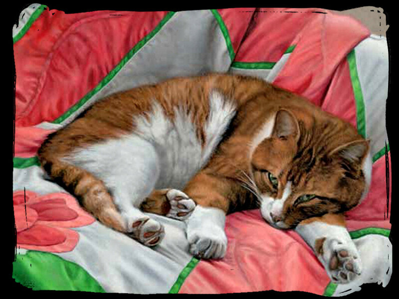 Orange and White Cat — Pink, Relaxed