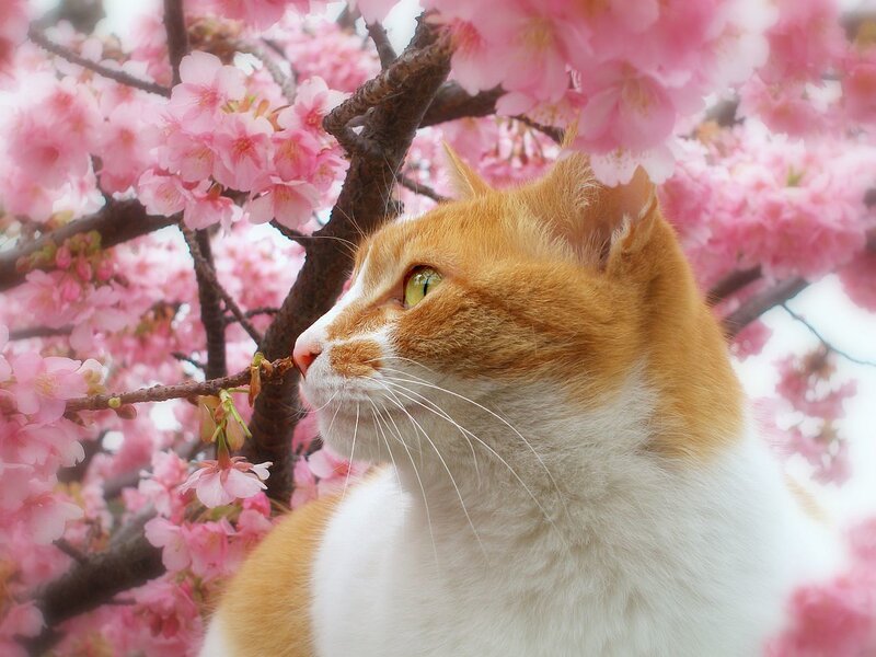 Orange and White Cat — Pink