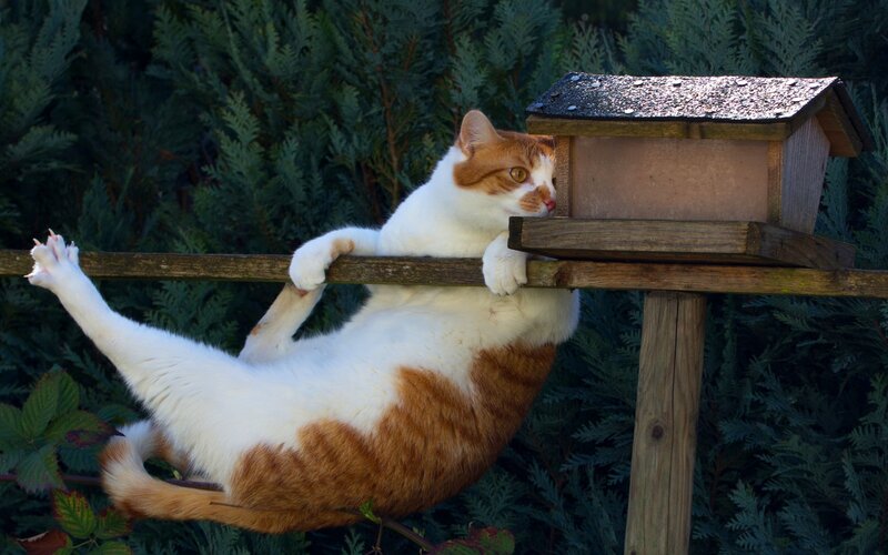 Orange and White Cat — Playful, Afternoon, Photograph