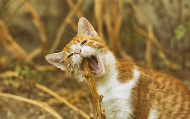 Orange and White Cat — Playful, Afternoon