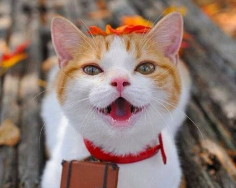 Orange and White Cat — Playful, Autumn, Photograph, Flower Crown