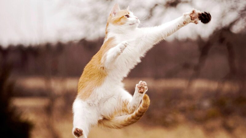 Orange and White Cat — Playful, Autumn, Photograph