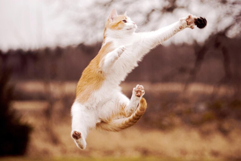 Orange and White Cat — Playful, Autumn