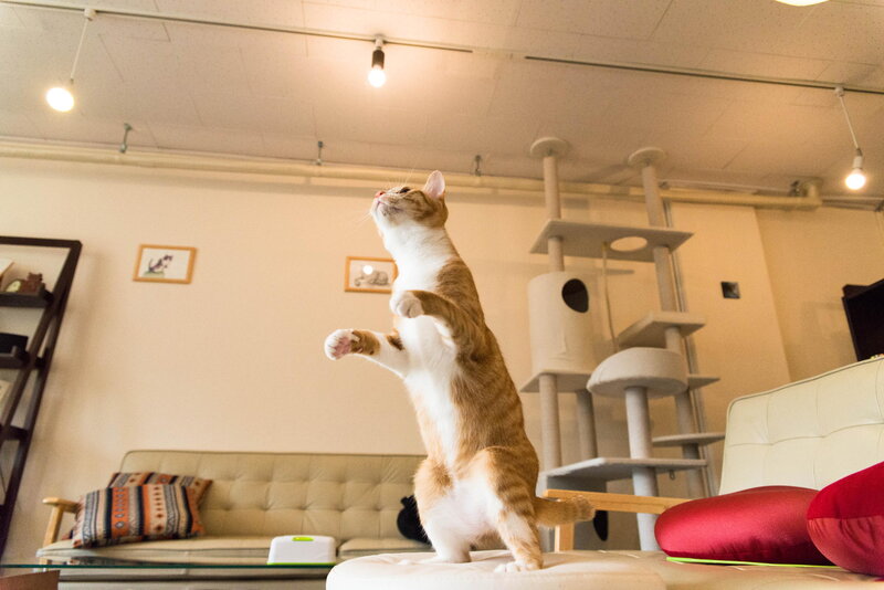 Orange and White Cat — Playful, Night