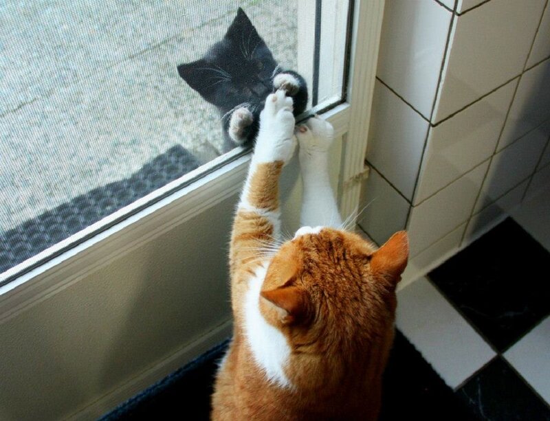 Orange and White Cat — Playful, Photograph, Black Cat