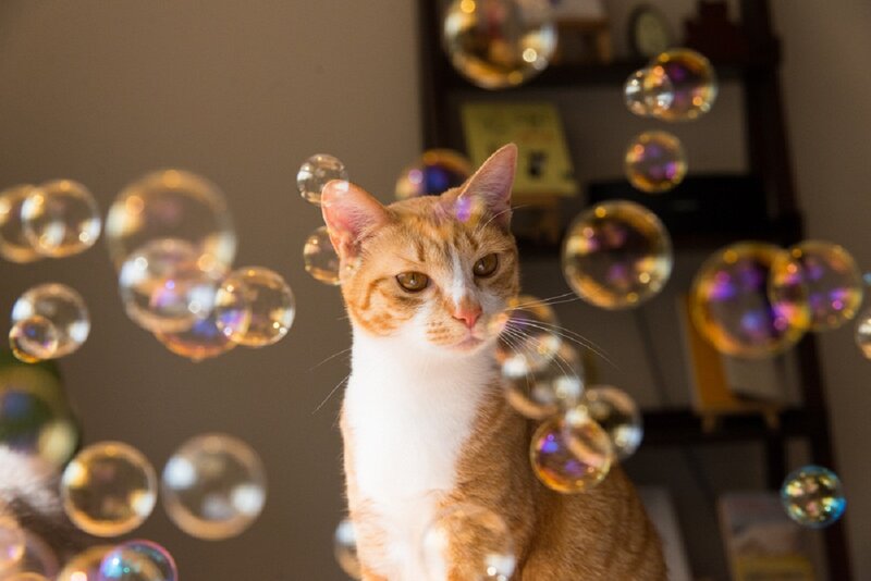 Orange and White Cat — Playful, Photograph, Bubbles