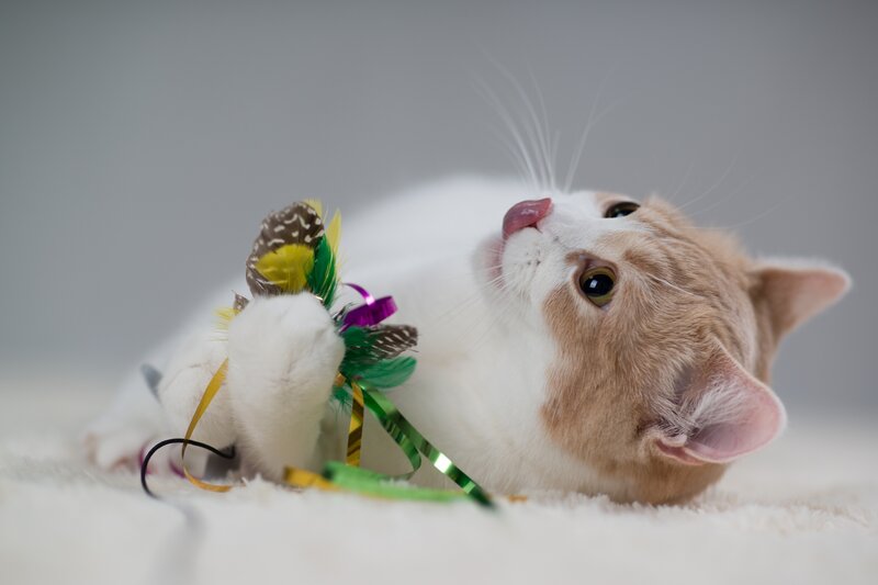 Orange and White Cat — Playful, Photograph, Feather Toy, Ribbons