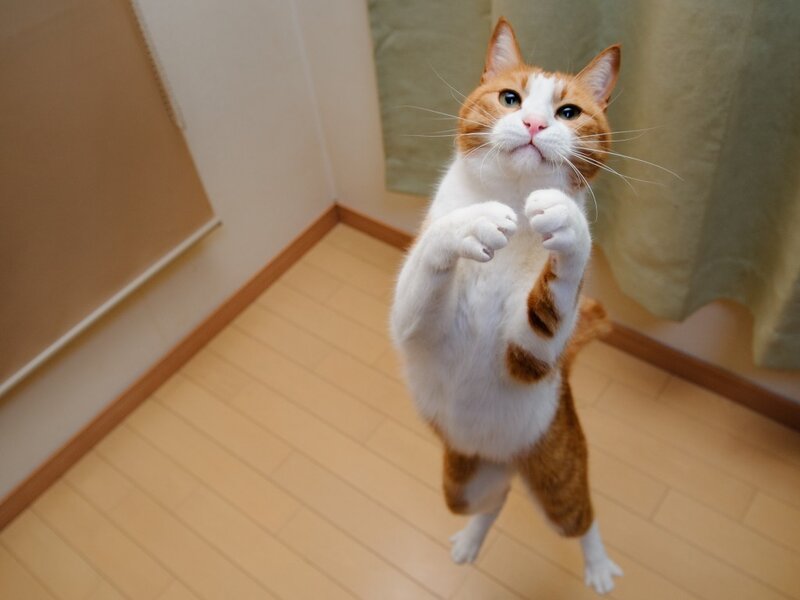 Orange and White Cat — Playful, Photograph, Floor