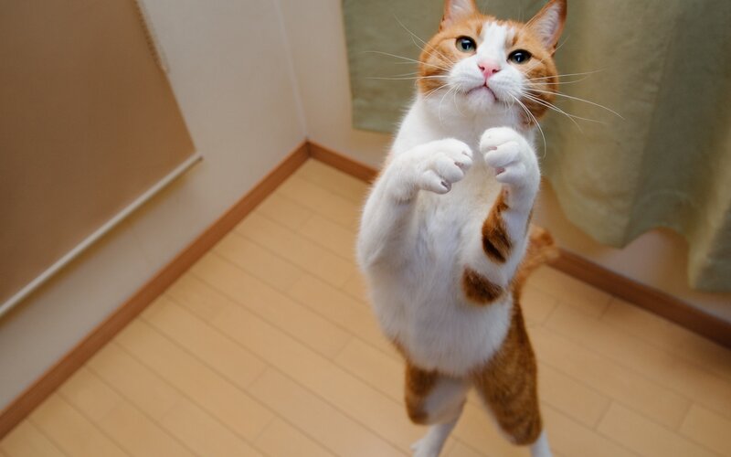 Orange and White Cat — Playful, Photograph, Floor, Wall