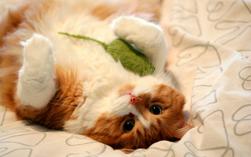 Orange and White Cat — Playful, Photograph, Green Toy
