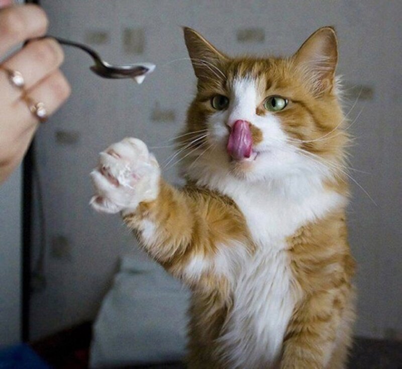 Orange and White Cat — Playful, Photograph, Hand, Spoon