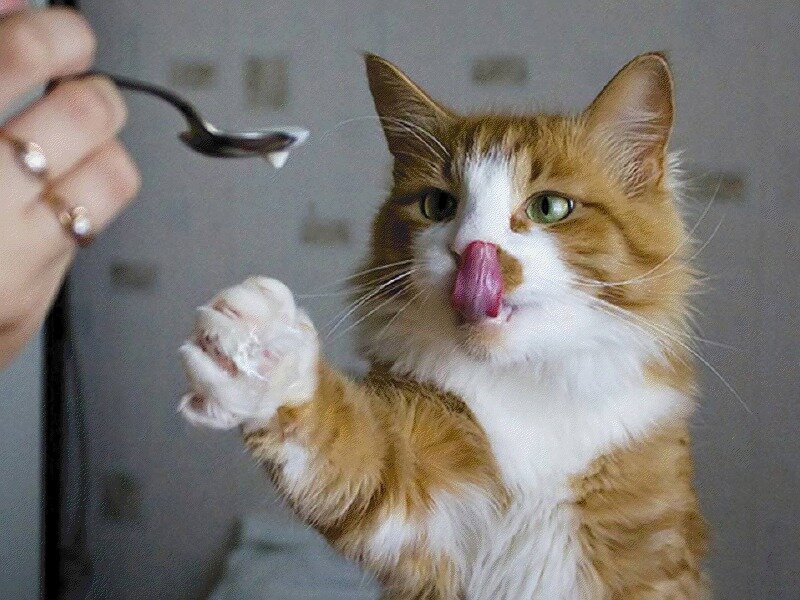 Orange and White Cat — Playful, Photograph, Hand