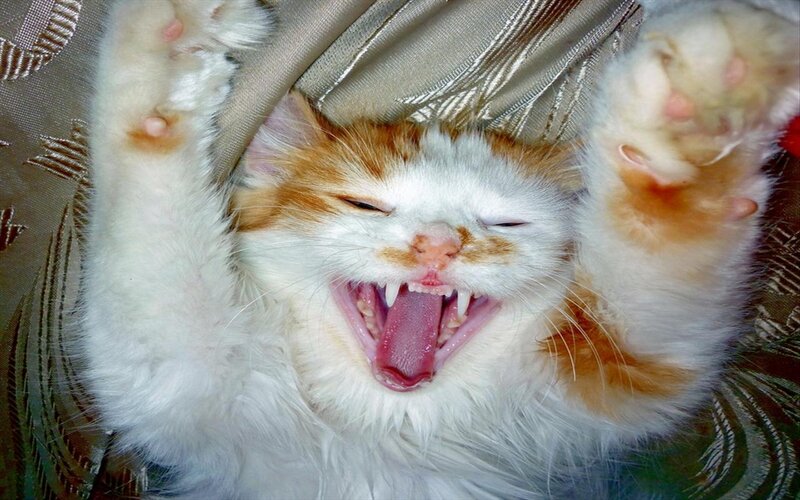 Orange and White Cat — Playful, Photograph, Paws