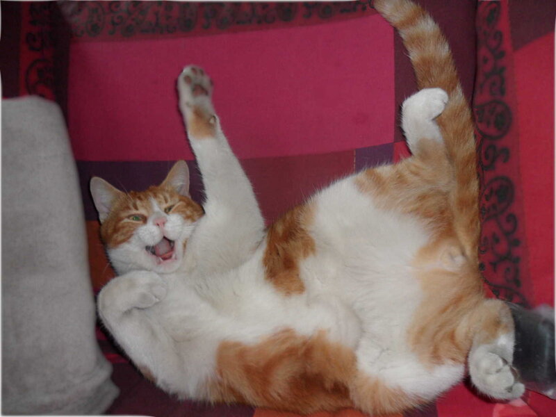 Orange and White Cat — Playful, Photograph