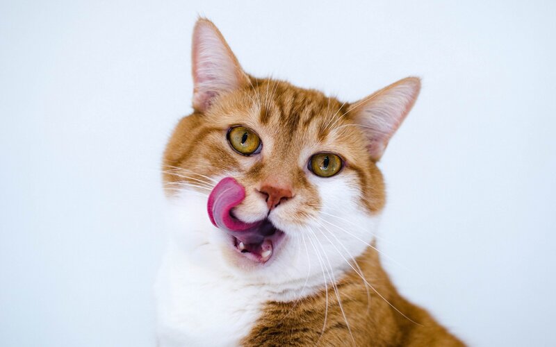Orange and White Cat — Playful, Photograph, Tongue
