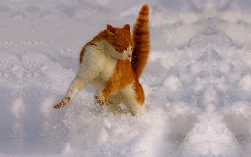 Orange and White Cat — Playful