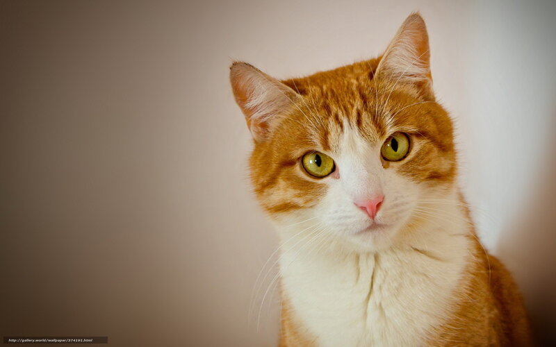 orange and white cat portrait