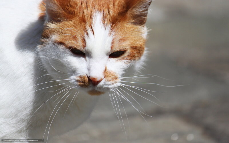 orange and white cat portrait