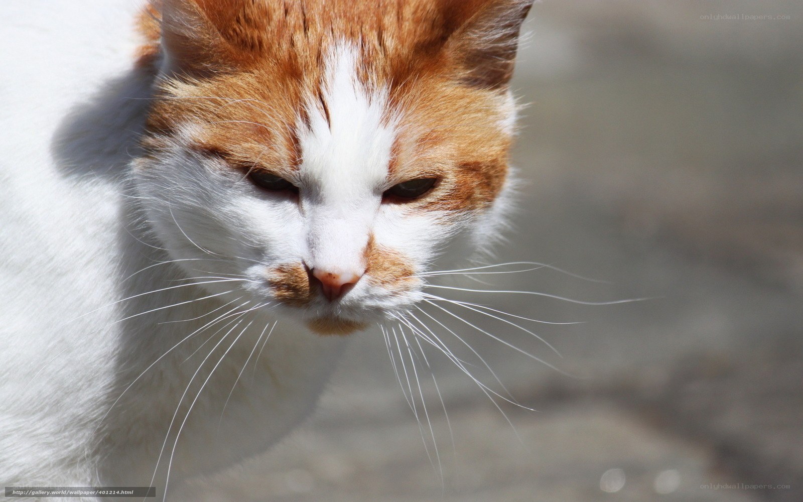 orange and white cat portrait