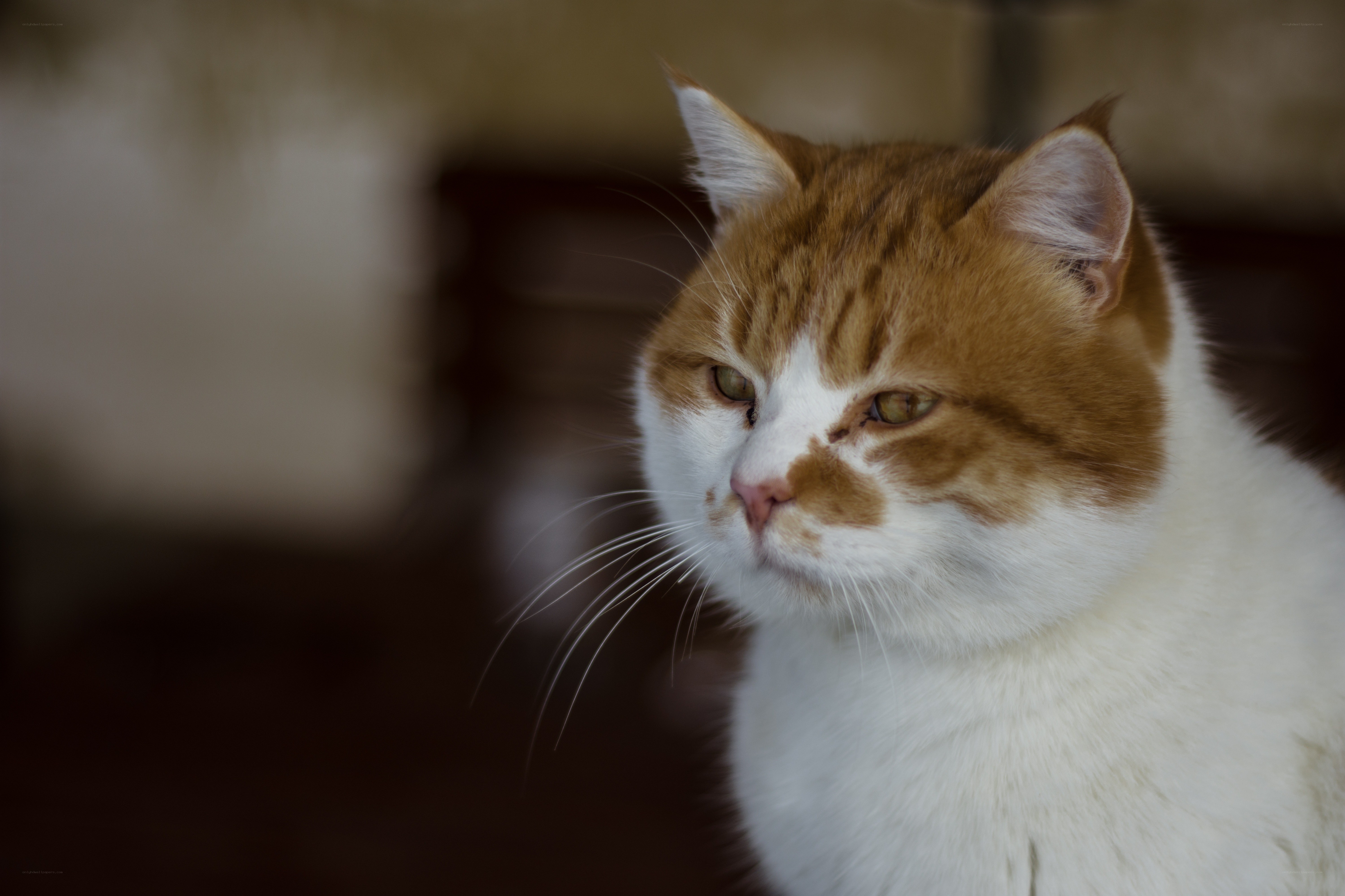 orange and white cat portrait