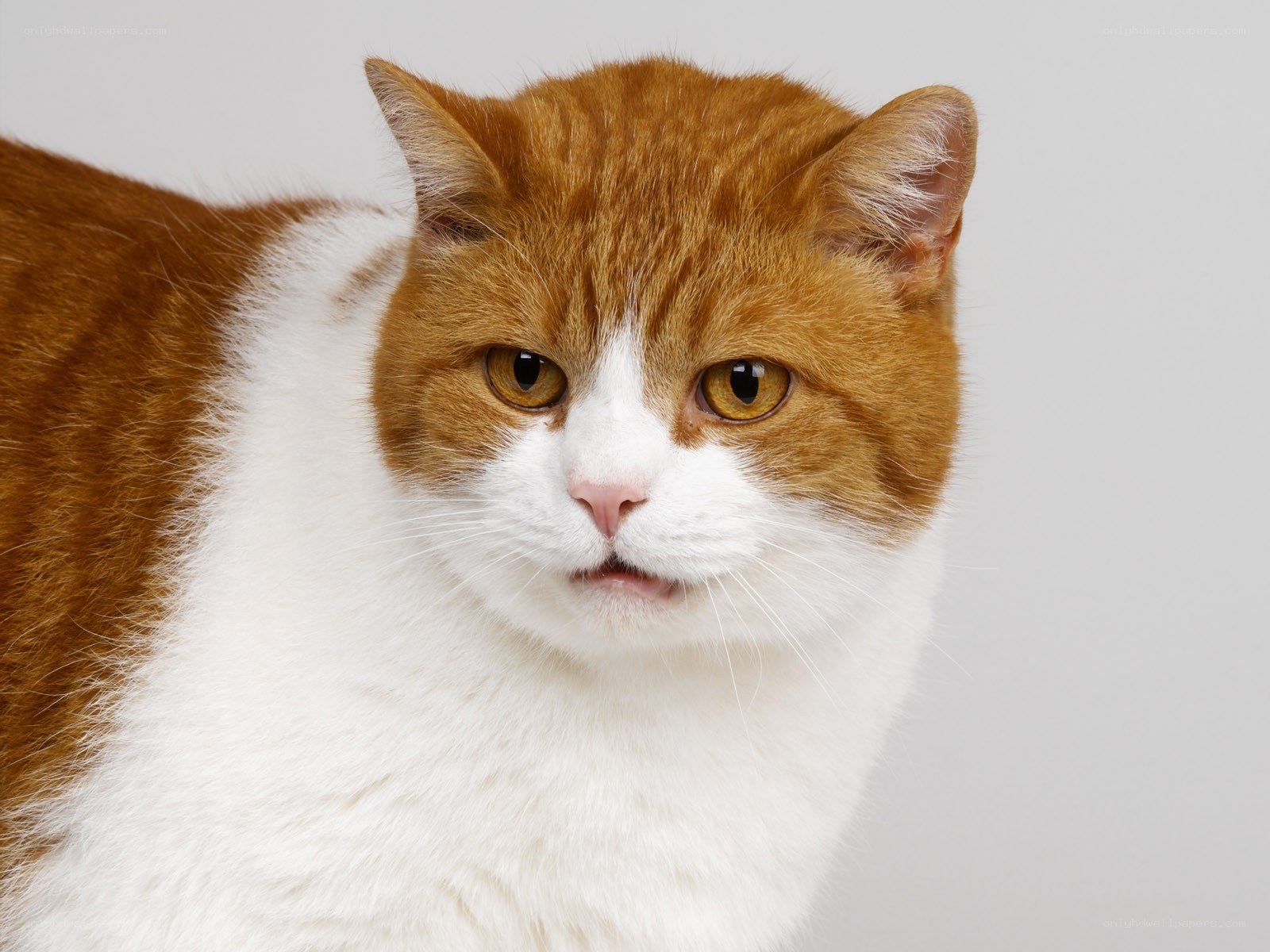 orange and white cat portrait