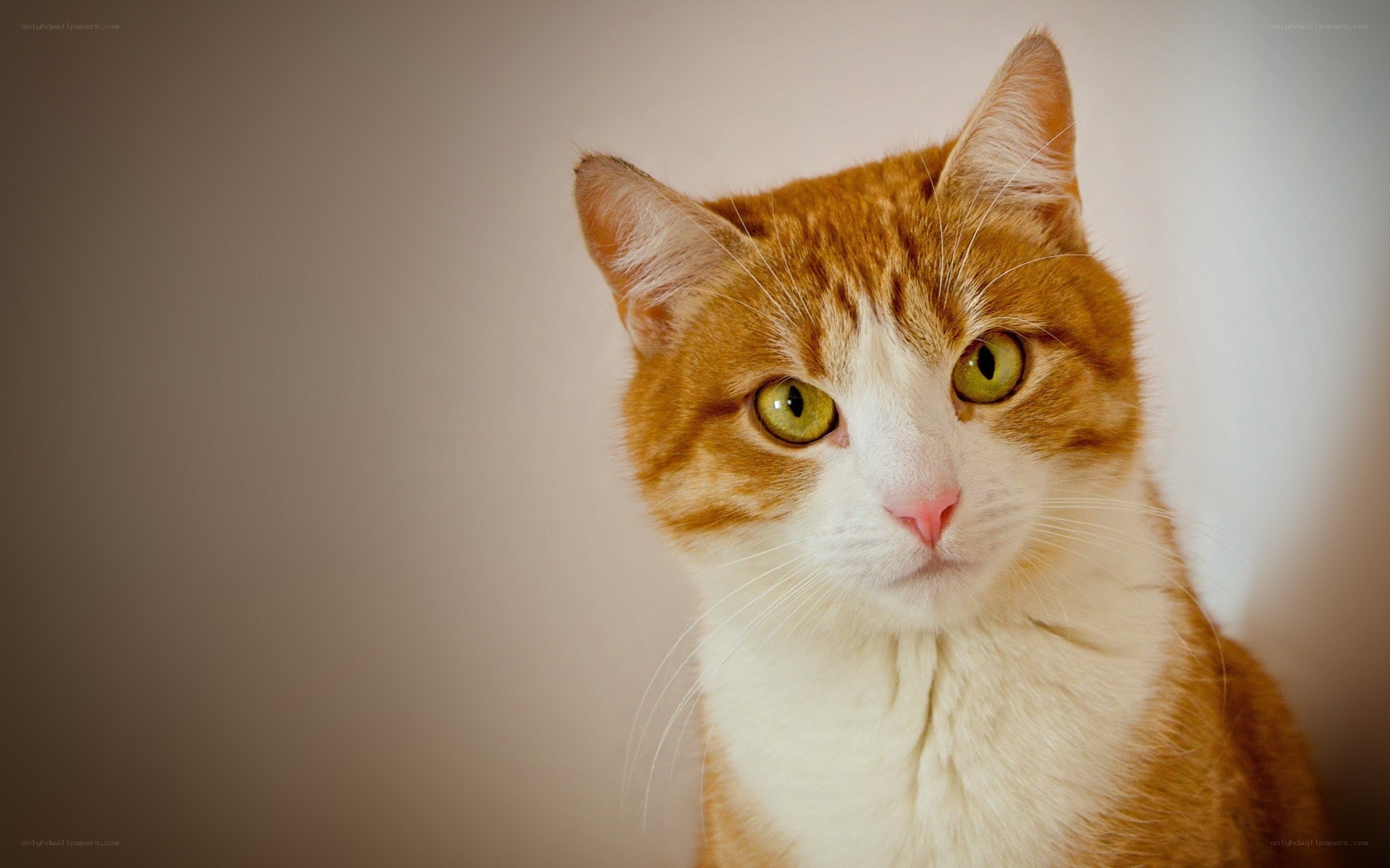 orange and white cat portrait