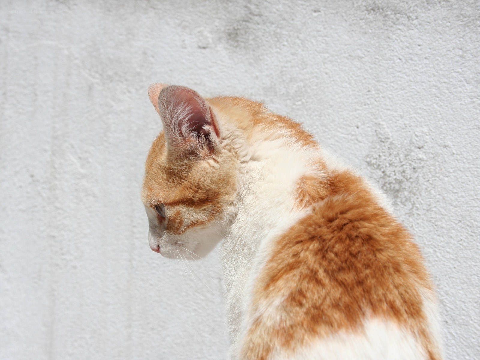 orange and white cat profile