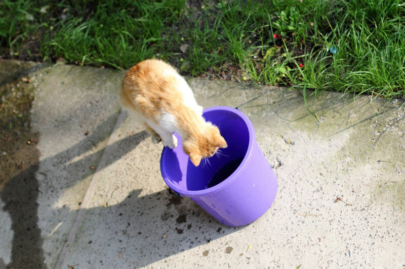 Orange and White Cat — Purple