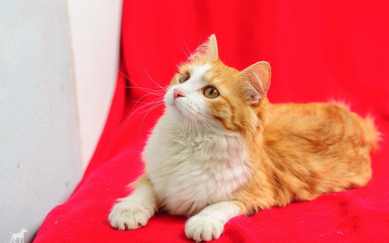 Orange and White Cat — Red, Calm, Photograph, Red Blanket