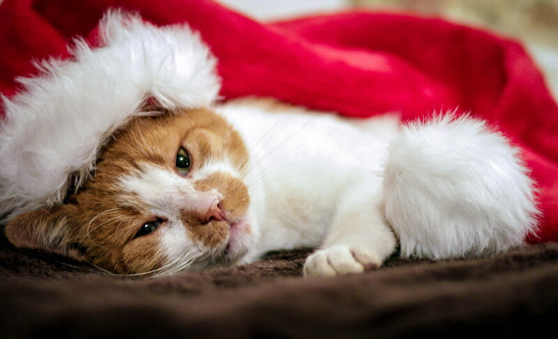 Orange and White Cat — Red, Calm, Photograph, Santa Hat