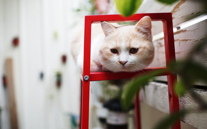 Orange and White Cat — Red, Calm, Photograph