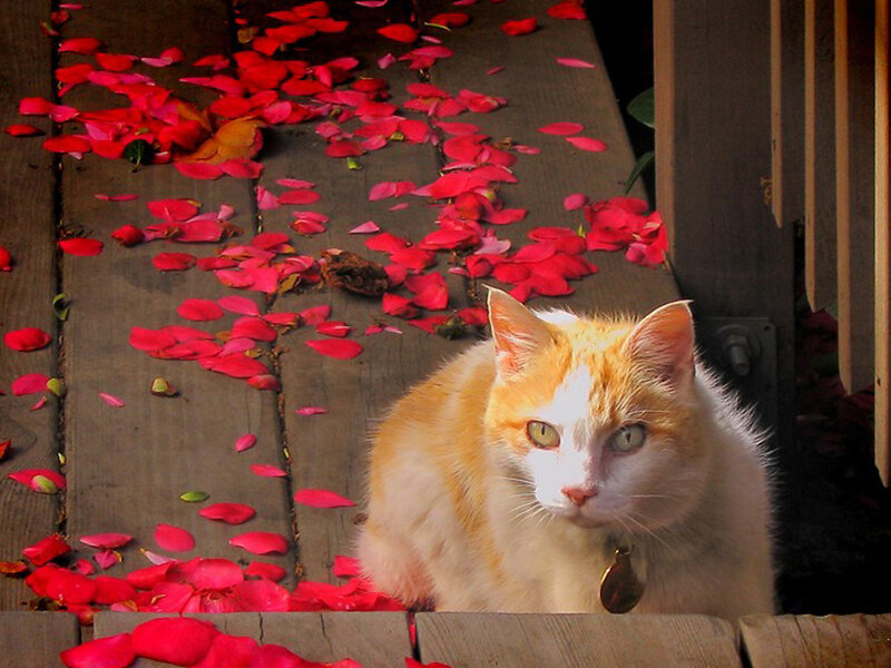 Orange and White Cat — Red, Calm