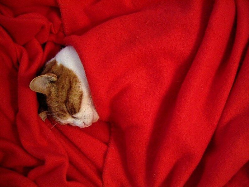 Orange and White Cat — Red, Peaceful
