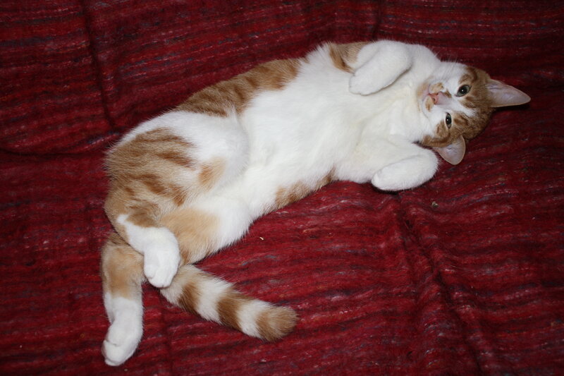 Orange and White Cat — Red, Relaxed