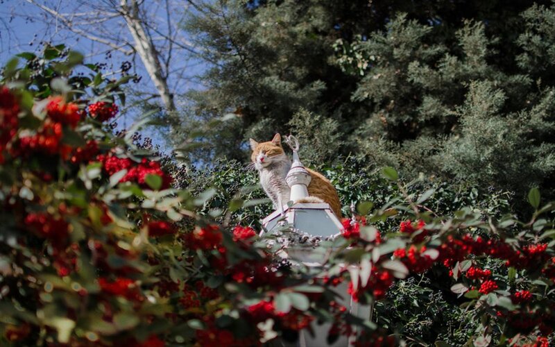 Orange and White Cat — Red, Serene