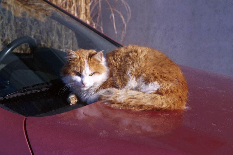 Orange and White Cat — Red