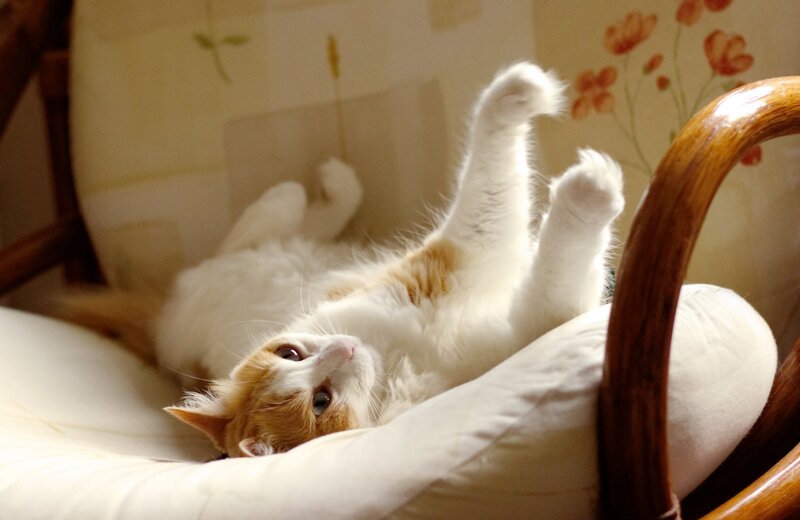 Orange and White Cat — Relaxed, Afternoon, Photograph, Chair
