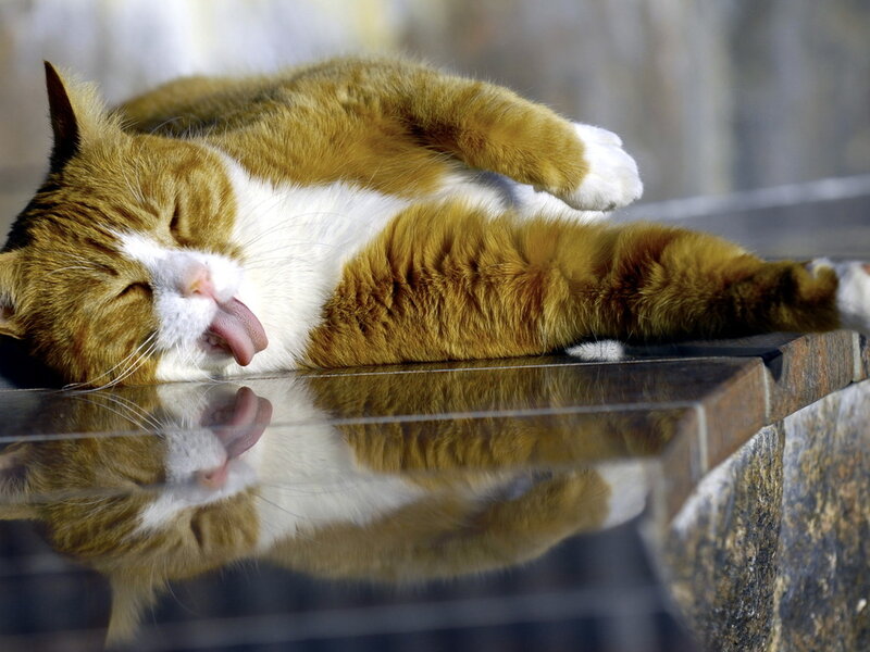 Orange and White Cat — Relaxed, Afternoon, Photograph