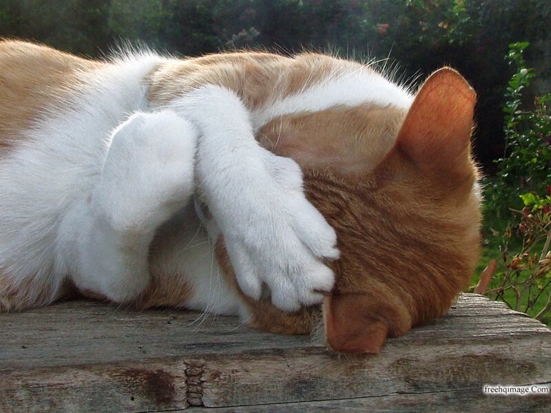 Orange and White Cat — Relaxed, Afternoon, Photograph, Wooden Surface