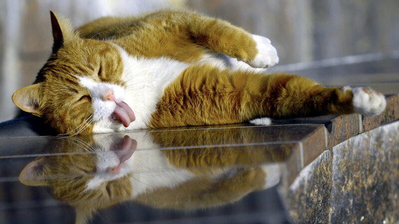 Orange and White Cat — Relaxed, Afternoon