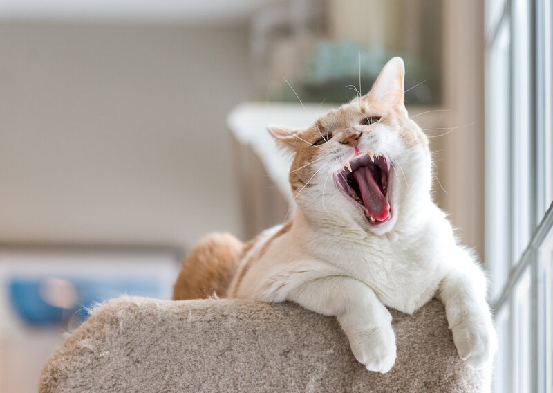 Orange and White Cat — Relaxed, Morning